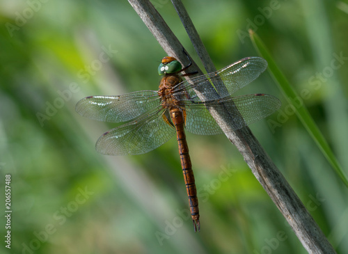 A dragonfly Green-eyed Hawker sitting on a stem of a plant in front of blurred background