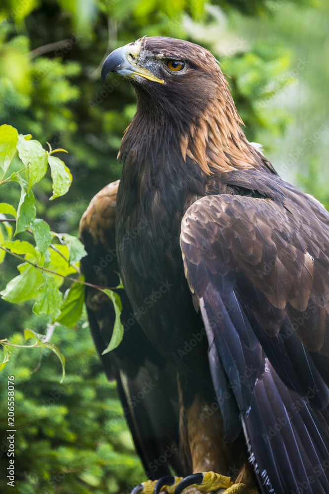 Naklejka premium Golden eagle - closeup in the detail - Aquila chrysaetos
