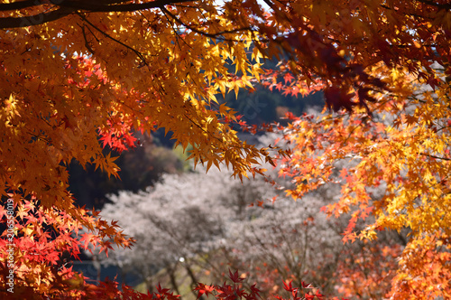 Autumn in fine weather, maple leaves that autumn leaves and cherry blossoms of the kind that blooms in autumn