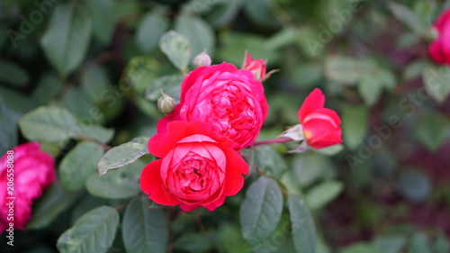 Fototapeta Naklejka Na Ścianę i Meble -  Spring rose flowers in the garden