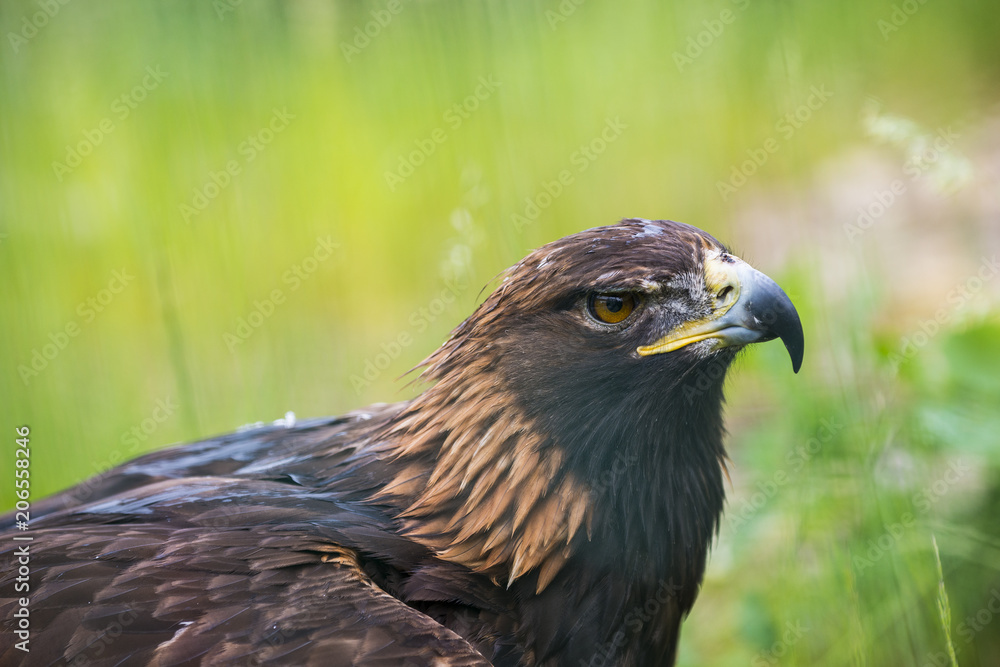Obraz premium Golden eagle - closeup in the detail - Aquila chrysaetos
