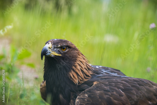 Golden eagle - closeup in the detail - Aquila chrysaetos