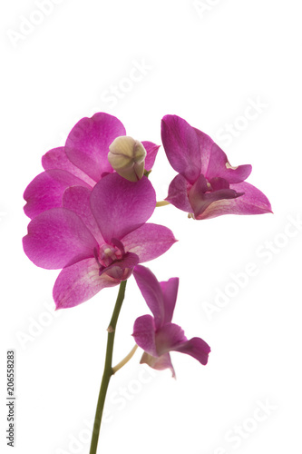 dendrobium orchid flower isolated