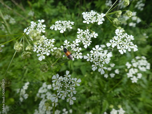 mini blossom white beetle