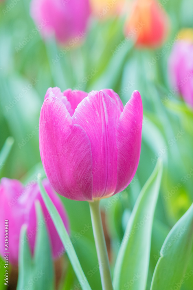 Fototapeta premium Tulip flower in the garden.