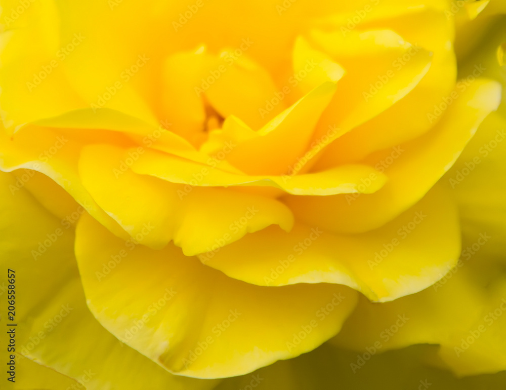 yellow rose petals on the yellow natural background with clipping path. Closeup. For design, texture, background. Nature.