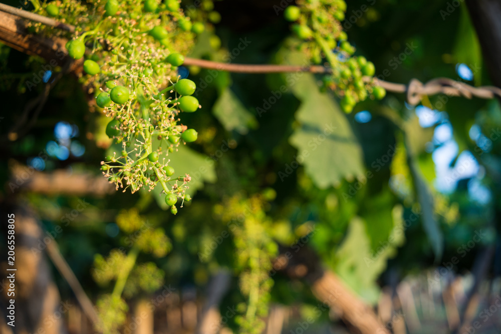 Horizontal View of Unripe Bunches in a Grapes Plantation at Sunset on Blur Background.