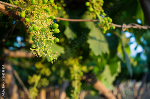 Horizontal View of Unripe Bunches in a Grapes Plantation at Sunset on Blur Background.