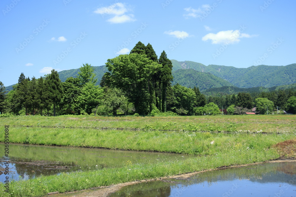 Obraz premium 田舎の自然風景 夏