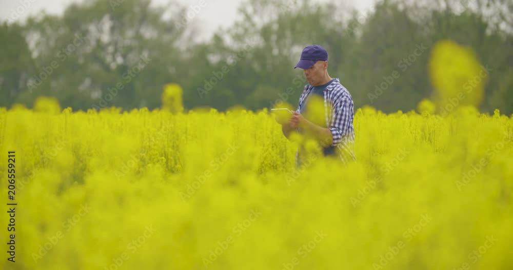 Farmer With Digital Tablet Examining Rape Blossom On Field Farmer With Digital Tablet Examining Rape Blossom On Field