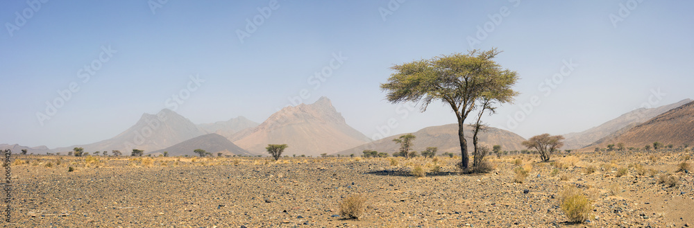 panoramic view to rock desert with isolated tree and mountains peaks in Morocco