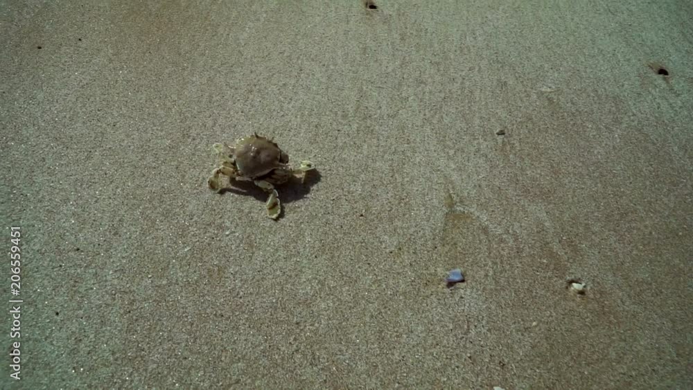 The Floating crab (Macropipus holsatus) quickly moves on the sandy beach in the UAE. The Floating crab (Macropipus holsatus) quickly moves on the sandy beach in the UAE.