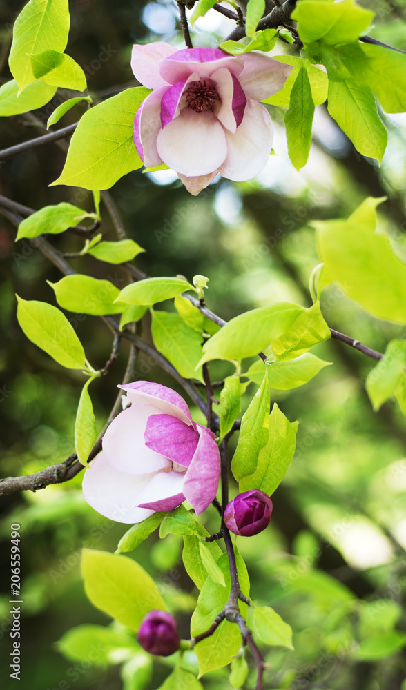 Fototapeta premium Spring magnolia flowers