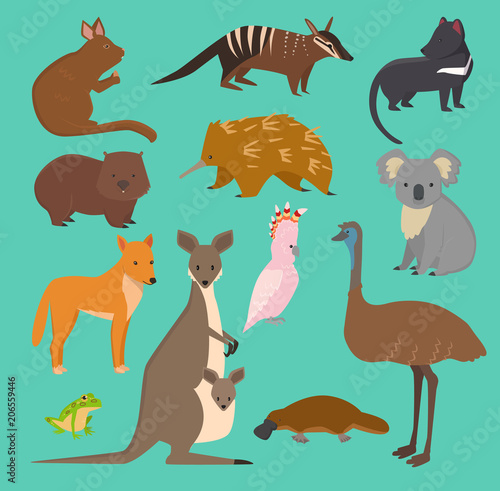 Fototapeta Naklejka Na Ścianę i Meble -  Australian wild vector animals cartoon collection australia popular animals like platypus, koala, kangaroo, ostrich set isolated on background