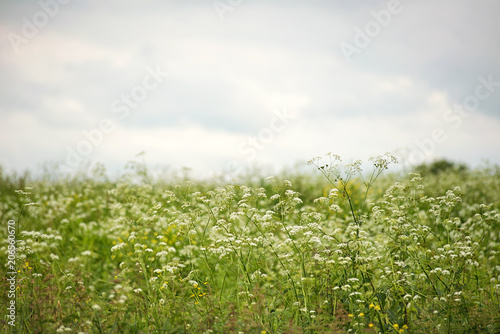 A field of flowers on a summer day.