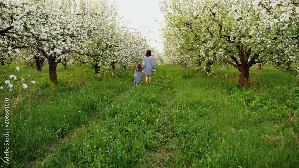 Mother with a five-year daughter walk together on a blossoming apple garden. Concept of family love of nature. Slow motion shot Mother with a five-year daughter walk together on a blossoming apple garden. Concept of family love of nature. Slow motion shot