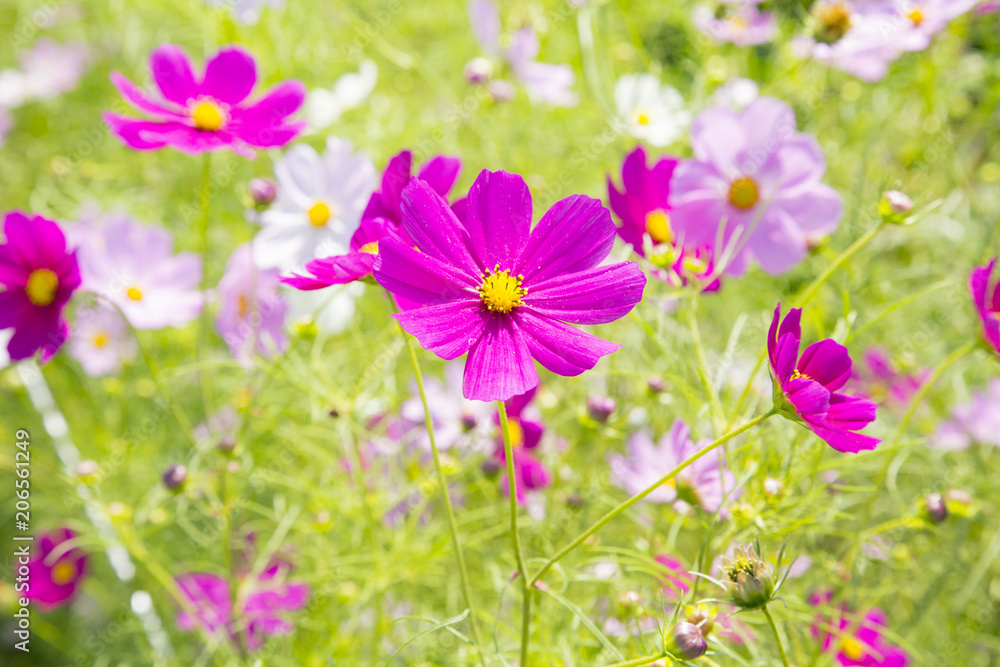 埼玉県富士見市　新河岸川　コスモス街道
