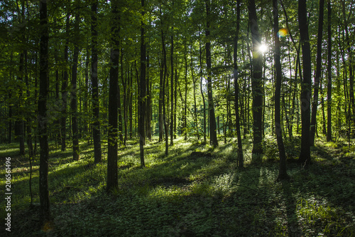 Fototapeta Naklejka Na Ścianę i Meble -  Sunshine in the forest behind the trees