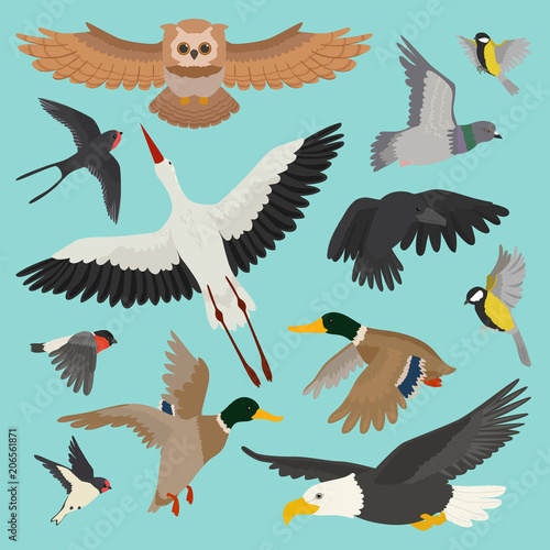 Bird vector cartoon flying birdie owl dove and duck with feather wings illust...