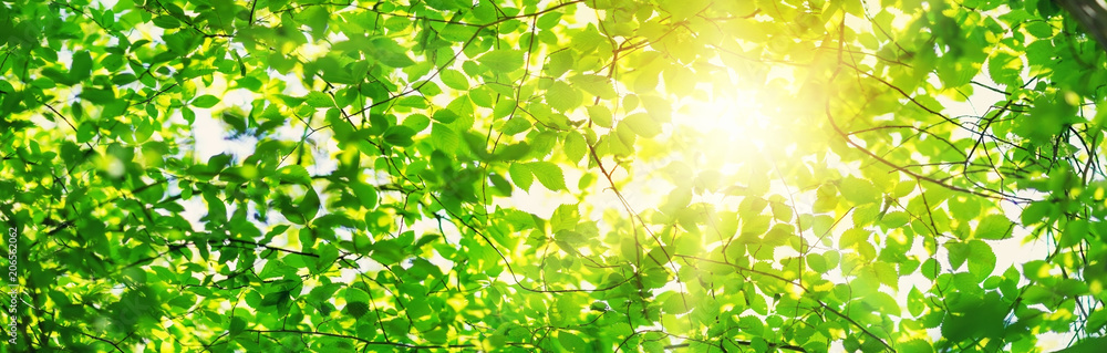 New leaves on green spring background. Fresh foliage in the forest in nature with beautiful sunlight New leaves on green spring background. Fresh foliage in the forest in nature with beautiful sunlight