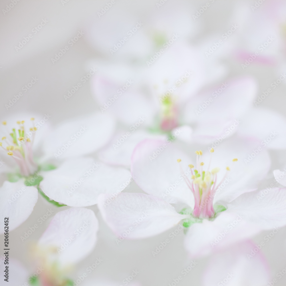 White flowers floating in water White flowers floating in water