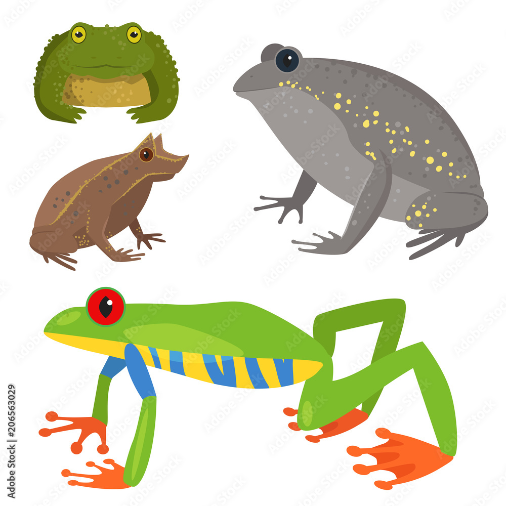 Naklejka premium Frog vector cartoon tropical wildlife animal green froggy nature funny illustration toxic toad amphibian.