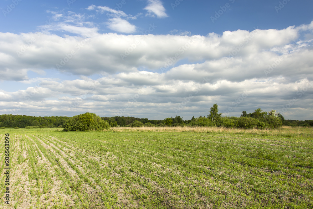Young plants in the field, forest and clouds in the sky