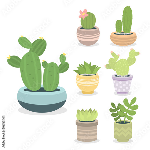 Cactus green plant cactaceous home nature cacti vector illustration of tree with flower
