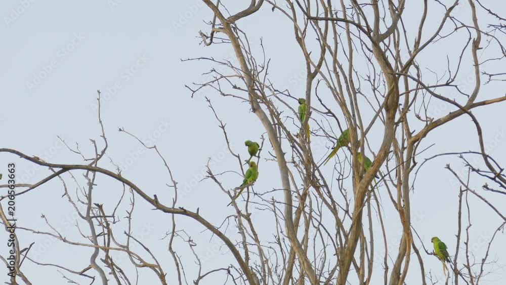 Big flock of bright wild green parrots on tree Big flock of bright wild green parrots on tree