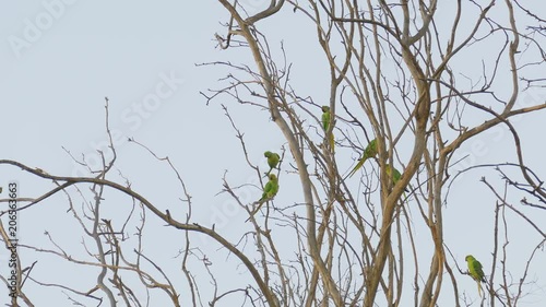 Big flock of bright wild green parrots on tree photo