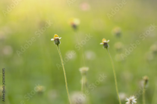 Flowers in meadow as background