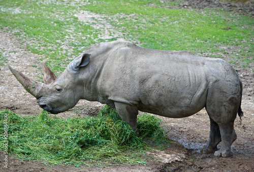 rinoceronte bianco photo