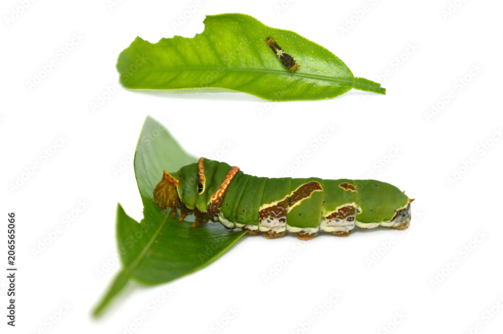 Obraz premium Lime butterfly caterpillar, Papilio sp., Central of Thailand