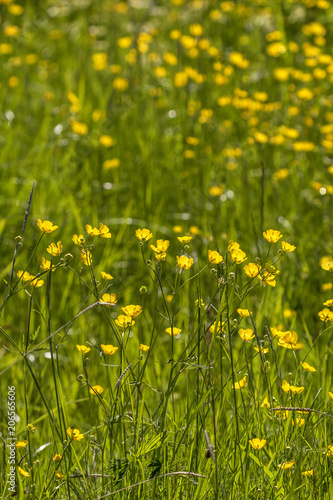 Buttercup flowers on a meadow in backlight