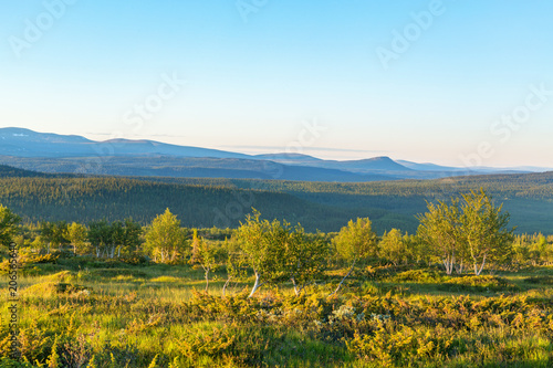 Wilderness view with birches in the evening light