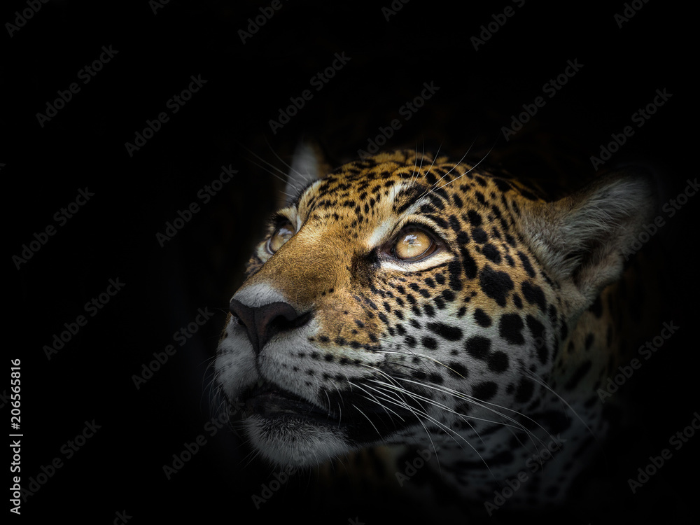 The face of a leopard is staring at the victim. The face of a leopard is staring at the victim.