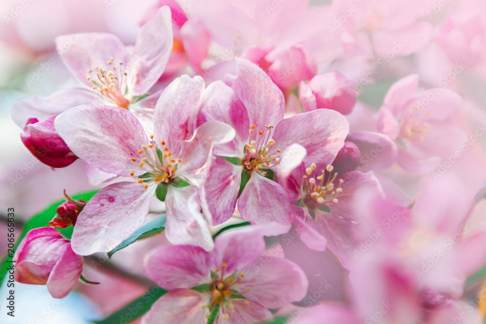 Pink flowers blossom on tree. Nature beautiful floral pastel  background