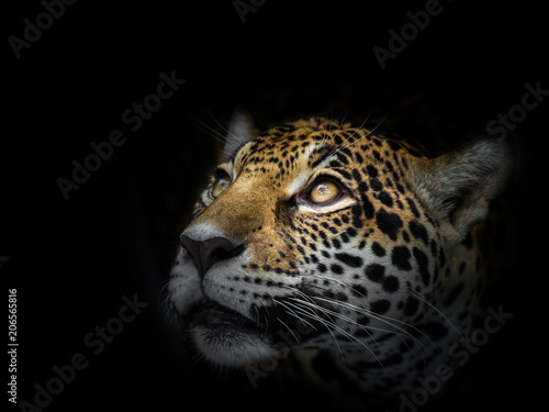 The face of a leopard is staring at the victim.