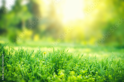 Green grass background with copy space. Summer nature landscape