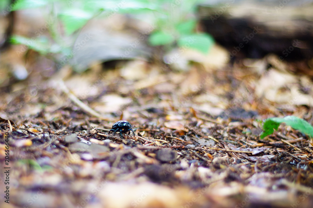 A photo with a very shallow depth of field, depicting a beetle in the forest with vegetation. Very large blur background. A photo with a very shallow depth of field, depicting a beetle in the forest with vegetation. Very large blur background.