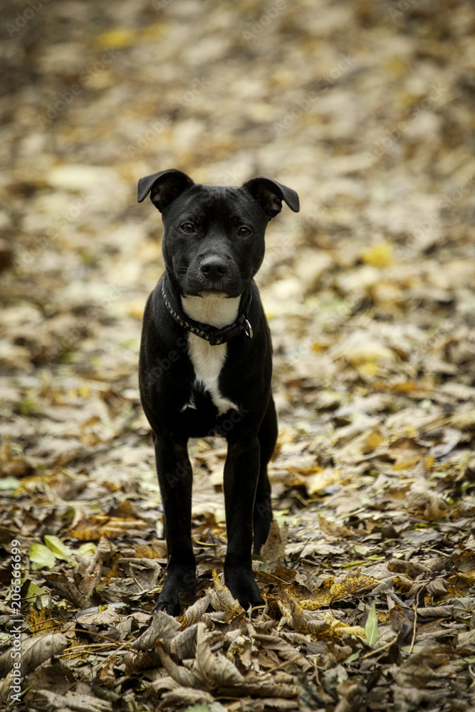 Staffordshire Bull Terrier