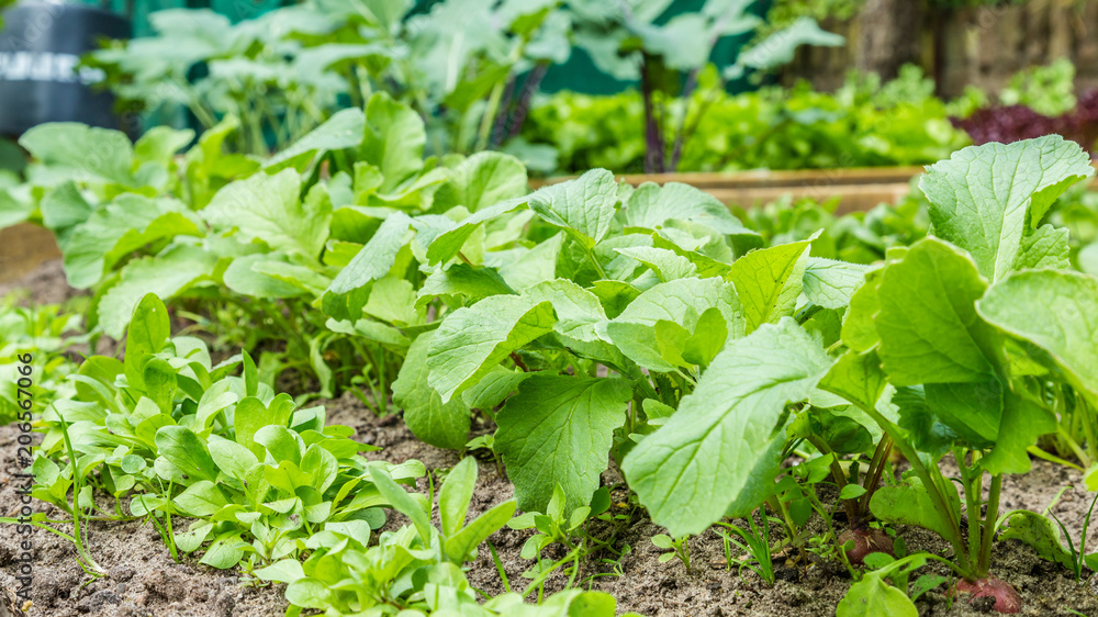 Young fresh vegetables in a small city garden Young fresh vegetables in a small city garden