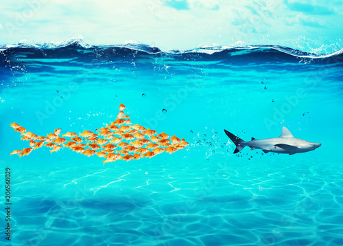 Big shark made of goldfishes attack a real shark. Concept of unity is strength, teamwork and partnership