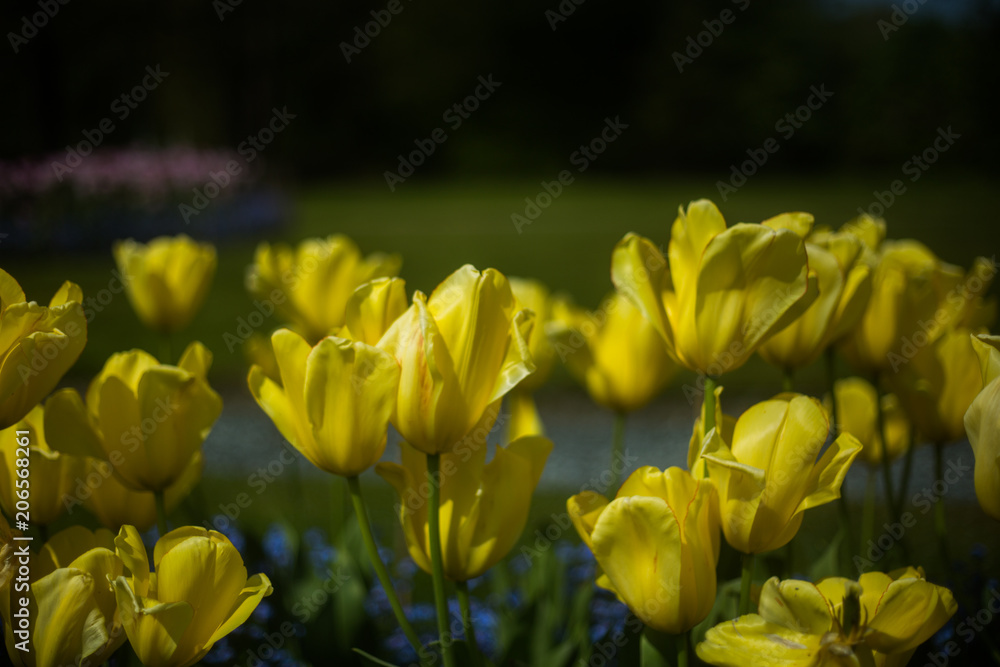 Close up of Spring flowers Close up of Spring flowers