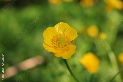 красивый желтый цветок лютик растущий в зеленом поле         