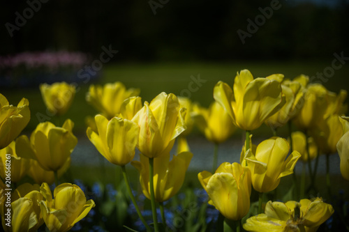 Close up of Spring flowers