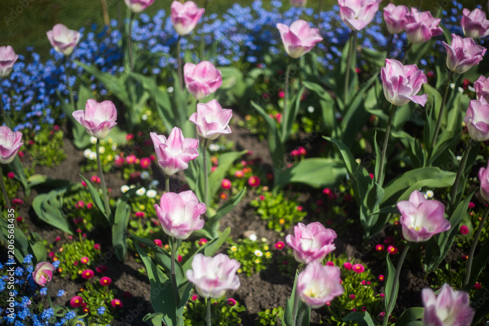 Close up of Spring flowers