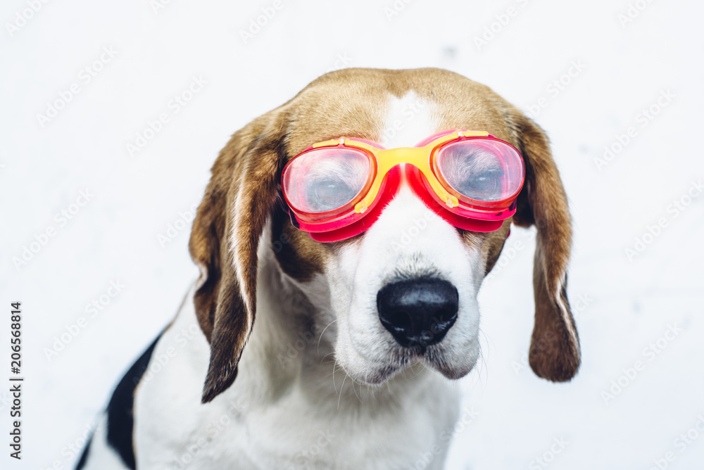 Beagle dog in red goggles looking away