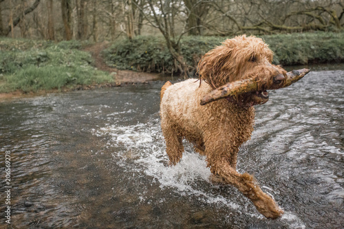 Golden Doodle dog playing in woods
