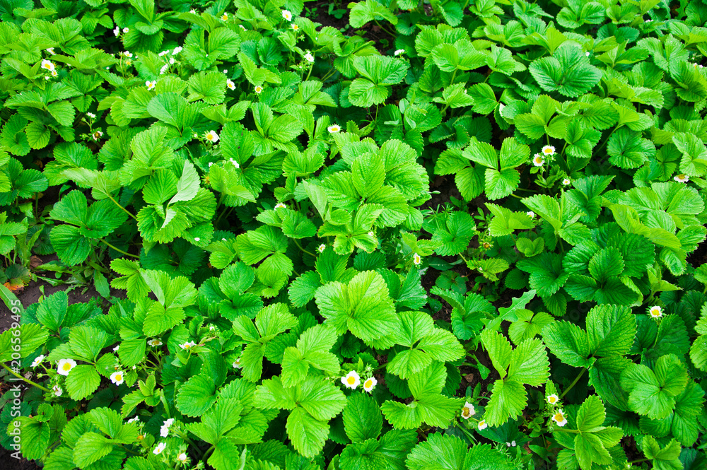 Obraz premium Blooming strawberry bush